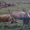 www.jagd-erlebnis.de