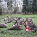 www.jagd-erlebnis.de