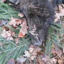 www.jagd-erlebnis.de