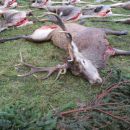 www.jagd-erlebnis.de