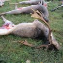 www.jagd-erlebnis.de
