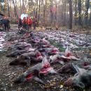 Jagd-Erlebnis 2018