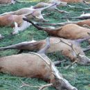 www.jagd-erlebnis.de