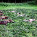 www.jagd-erlebnis.de
