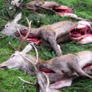 www.jagd-erlebnis.de